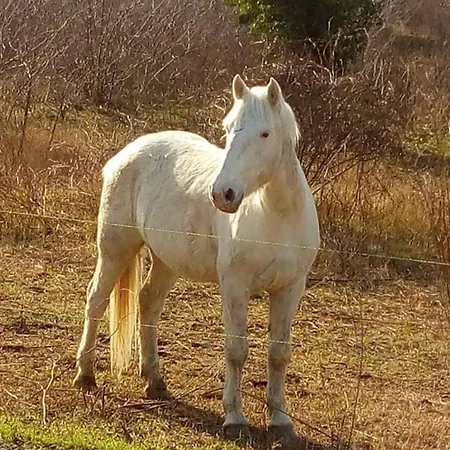 Apartament Chez Valeric *