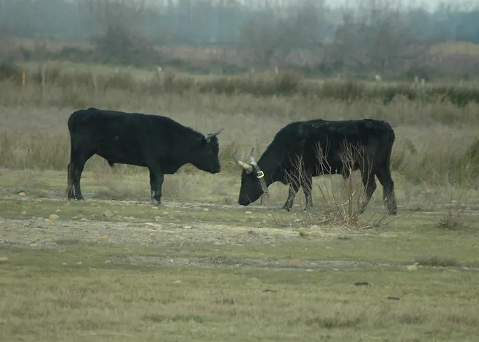 Chez Valeric דירה *