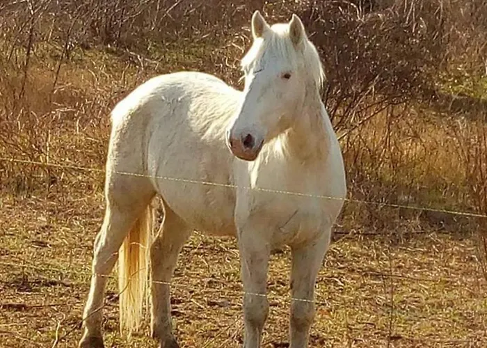 דירה Chez Valeric *